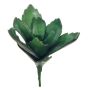 Dekorativ suckulent Kalanchoe thyrsiflora MATTS, stickpinne, grön, 18cm
