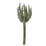 Dekorativt Sedum pachyphyllum KAIKALE, på pinne, grågrönt, 21cm, Ø7cm