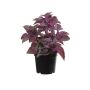 Plastväxt mynta TSUKI, violett-vinröd, 24cm