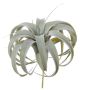 Dekorativ växt Tillandsia xerographica KASTIEL, sticka, grågrön, 23cm