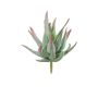 Konstgjord Agave decipiens KIANE, sticka, grön-grå-röd, 10cm