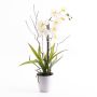 Plast Phalaenopsis-orkidé MELINA i dekorativ kruka, vit, 65cm