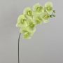 Konstgjord blomkvist, Phalaenopsis-orkidé AURELIA, krämgrön, 95cm, Ø9-11cm