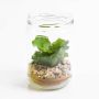 Konstgjord Echeveria rosea MONICA i dekorativt glas, grön, 13cm, Ø8cm