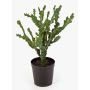 Konstgjord Euphorbia trigona TIKO, grön, 75cm