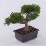 Konstgjord bonsai-ceder ALVARI med rötter, i dekorativ skål, 20cm