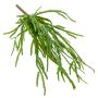 Konstväxt, suckulent Rhipsalis HADRIAN, hängande, på stödpinne, grön, 35cm
