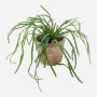 Konstväxt, suckulent Rhipsalis HADRIAN, hängande, i terrakottakruka, grön, 35cm
