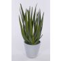 Aloe vera NAMIKA i betongkruka, grön, 40cm, Ø40cm