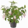 Konstgjord fuchsia THAYNARA, blekrosa, 30cm, Ø5cm
