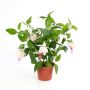 Konstgjord fuchsia THAYNARA, blekrosa, 30cm, Ø5cm