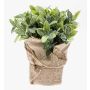Konstväxt, ört, salvia VITUS i jutesäck, grön-vit, 20cm, Ø22cm