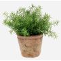 Konstgjorda örter Asparagus sprengeri LUCANO, terrakottakruka, 20cm, Ø20cm