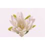 Textilblomma vattenlilja SCILLA, flytande, krämfärgad, 4cm, Ø16cm
