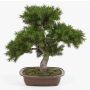 Konstgjord bonsai-tall SELENA i bonsaiskål, 50cm