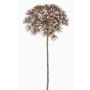 Konstgjord björnklöve ANSARI, torkad look, brun, 80cm, Ø22cm