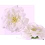 Konstgjord rosblomma SASKIA, flytande, krämfärgad, 5cm, Ø15cm