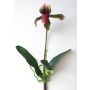 Konstgjord Paphiopedilum-orkidé VELANA, stödpinne, violett-grön, 40cm
