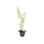 Konstgjord orkidé Phalaenopsis KATALIN, dekorativ kruka, krämfärgad, 80cm