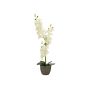Konstgjord orkidé Phalaenopsis KATALIN, dekorativ kruka, krämfärgad, 80cm