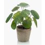 Konstgjord suckulent Pilea peperomioides SYBIL i terrakottakruka, grön, 20cm