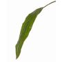Konstgjorda blad av keulenlilja ELARA, gröna, 90cm
