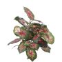 Konstgjord Caladium SEVERIN på stödpinne, grön-röd, 40cm