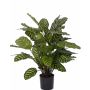 Konstgjord Calathea Makoyana GODE, grön-gul, 65cm