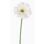 Konstgjord gerbera HELLI, krämfärgad, 65cm, Ø12cm