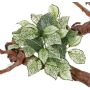 Konstgjord mosaikväxt MOLARA på stativ, grön-vit, 25cm