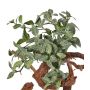 Konstgjord Fittonia NIKLAUS, stickpinne, svårantändlig, grön-vit, 30cm