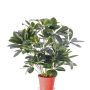 Textil-schefflera LUKAS i dekorativ kruka, grön, 55cm