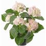Konstblomma hortensia TEMARI, vit-rosa, 40cm, Ø10-12cm