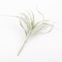 Tillandsia Stricta ADELE i plast på stödpinne, grågrön, 25cm, Ø20cm