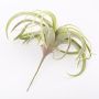 Tillandsia Xerographica ANELIA i plast på stödpinne, grågrön, 30cm