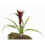 Konstgjord Guzmania ANELY med blommor, på pinne, röd, 40cm
