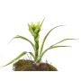 Konstgjord Guzmania ANELY med blommor, på stativ, grön, 40cm
