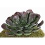 Konstgjord Aeonium BARBARA på stativ, röd-grön, 15cm, Ø25cm