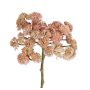 Plast Sedum rubrotinctum DANICA, rosa, 20cm, Ø10cm