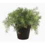 Konstgjord växt Asparagus sprengeri YANIS, 15cm