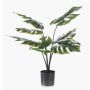 Dekorationsväxt Philodendron Monstera Deliciosa TREA, 60cm