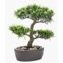 Plastbonsai av podocarpus GOYA i skål, 30cm