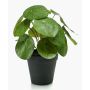 Konstgjord suckulent Pilea peperomioides SYBIL, grön, 20cm