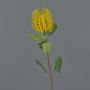 Konstblomma Banksia robur CONAKIR, gul, 55cm, Ø6,5cm