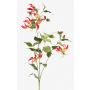 Stor konstblomma, segerkronan CELESTE, cerise-gul, 120cm, Ø12-14cm