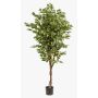 Konstgjord Ficus Benjamini BARTOLO, äkta stam, grön, 170cm