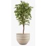 Konstgjord Ficus Benjamini BARTOLO, äkta stam, grön, 200cm