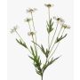 Konstgjord prästkrage LASAI, vit-grön, 80cm, Ø4-5cm