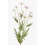 Konstgjord blomma prästkrage LASAI, rosa-vit, 80cm, Ø4-5cm