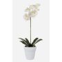 Konstgjord Phalaenopsis-orkidé ISIS, keramikkruka, vit, 55cm